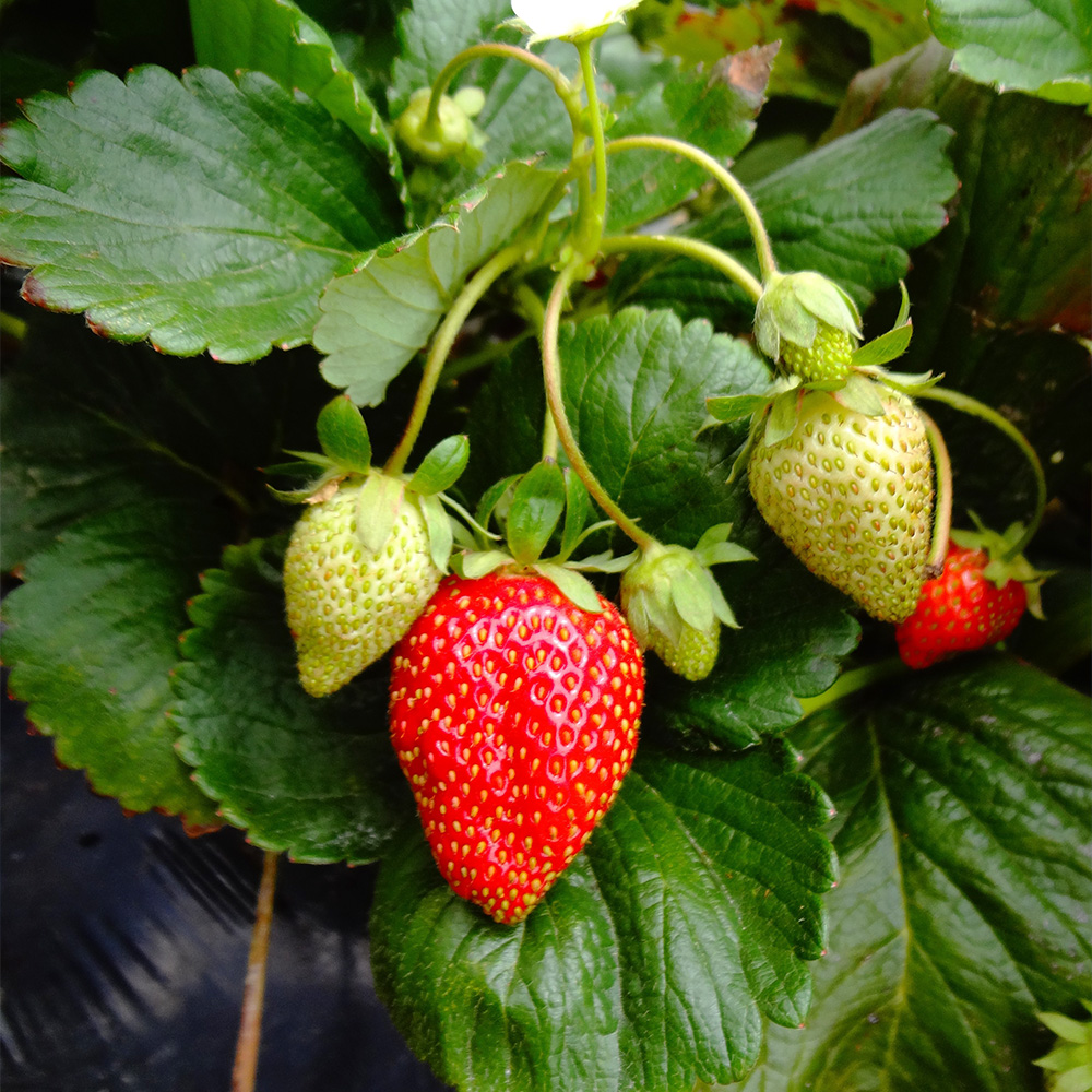 Benefit of Bare Root