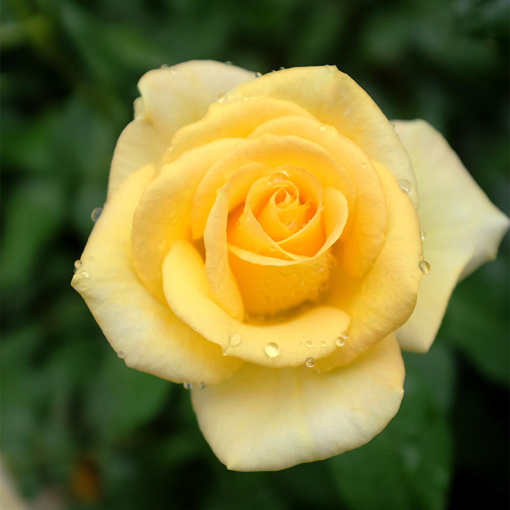 Benefit of Bare Root