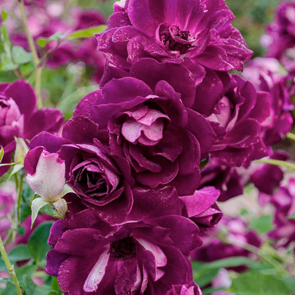 Burgundy Iceberg