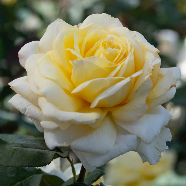 Chantilly Cream