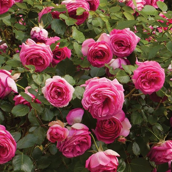 Eden Climber® Pretty in Pink