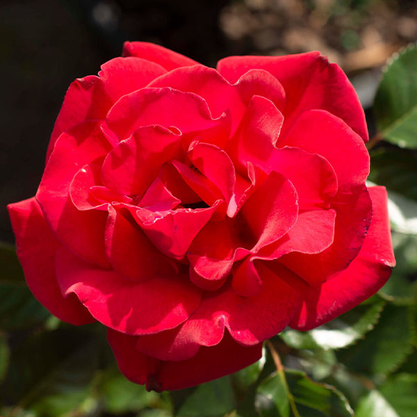 Ruby Red (GR)