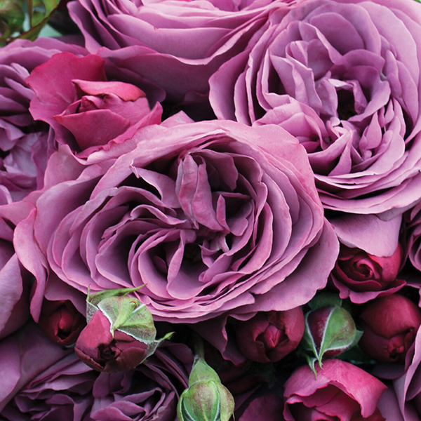 Sunbelt® Plum Perfect™