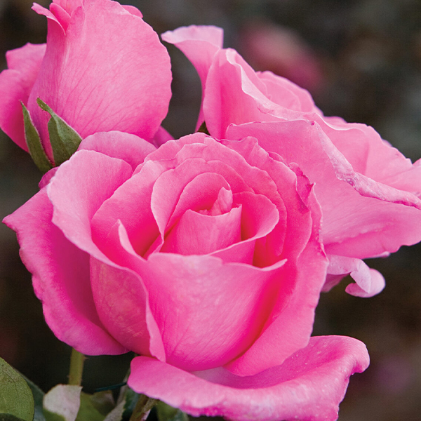 The McCartney Rose®