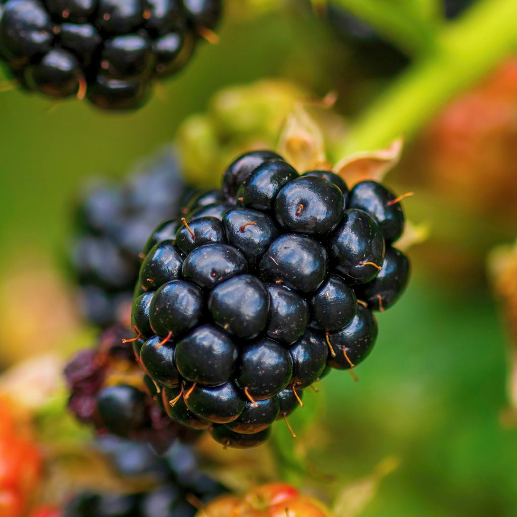 Home-Grown Blackberres
