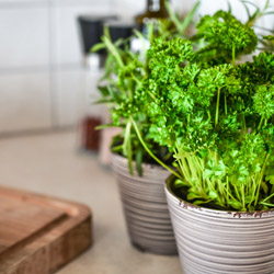 Fall herb gardening in zone 10