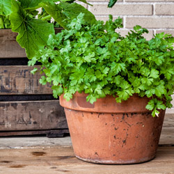Fall herb gardening in zone 10