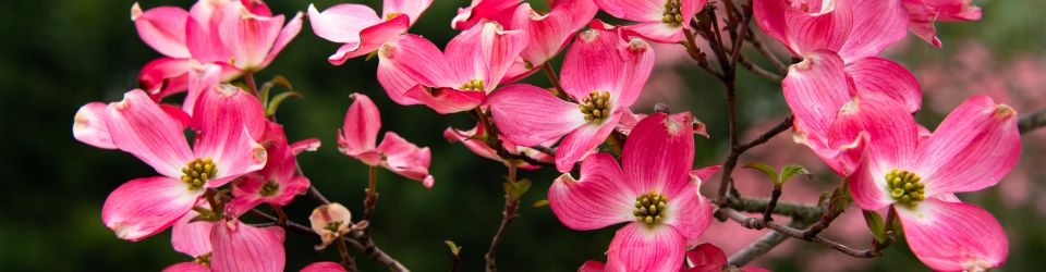 GCS Coneflower