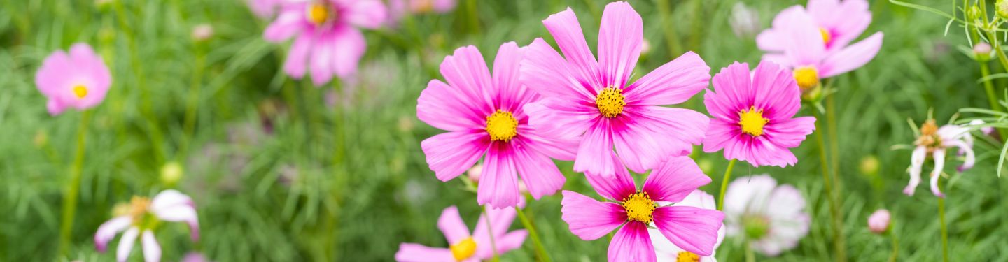 GCS Coneflower