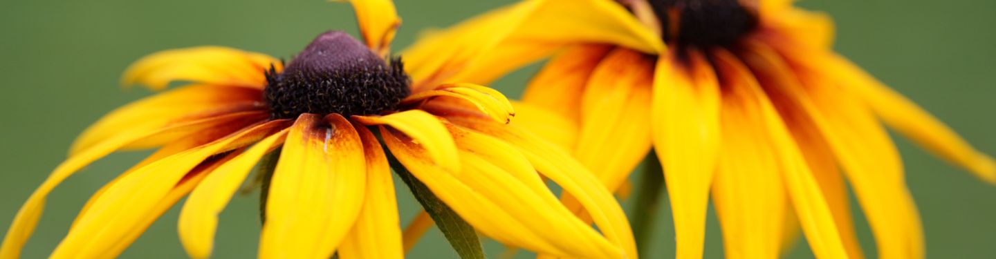 GCS Coneflower
