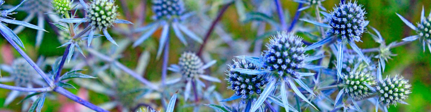GCS Coneflower