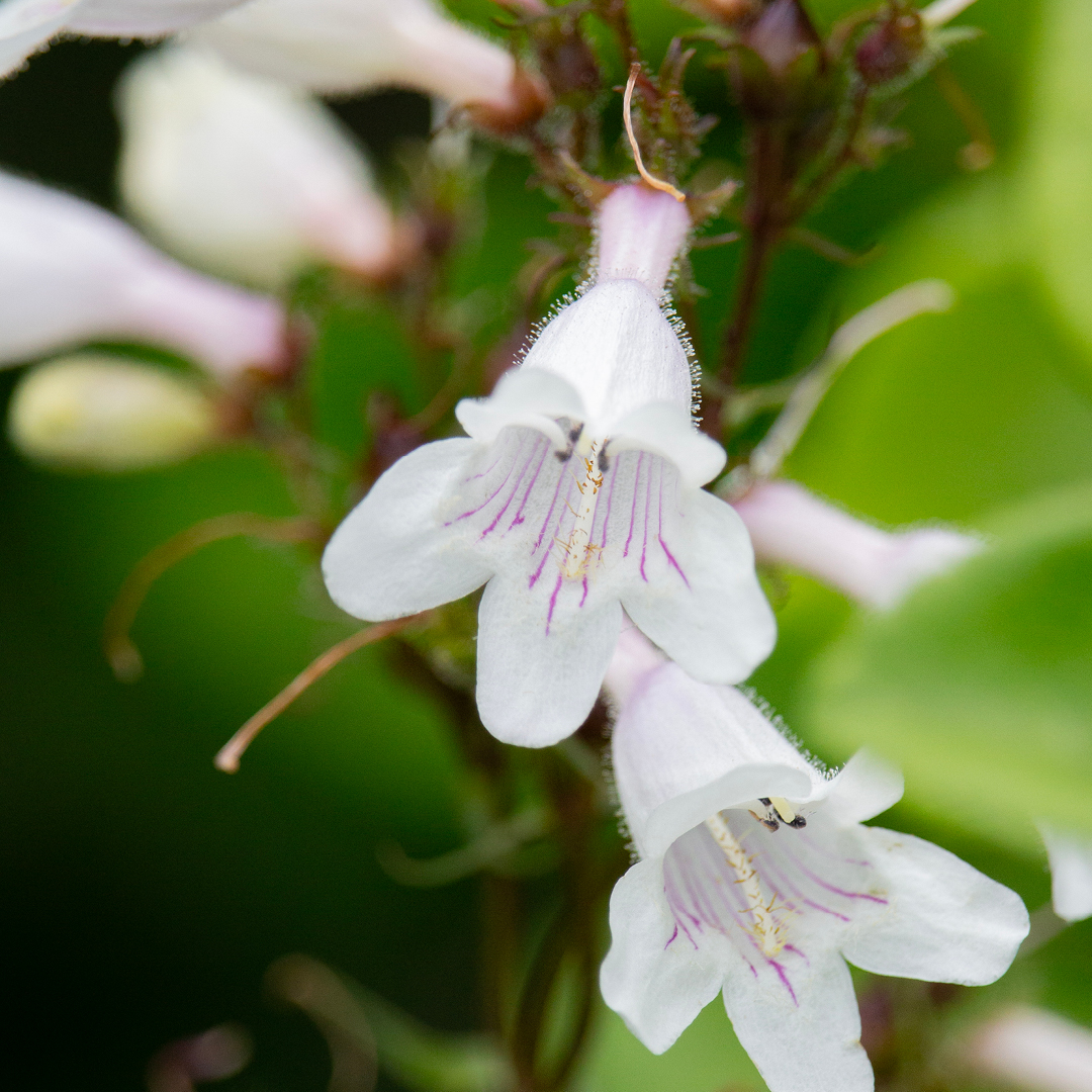 early blooming native perennials